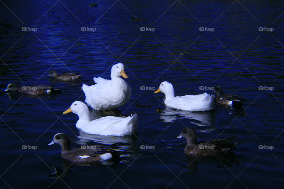 Three white ducks