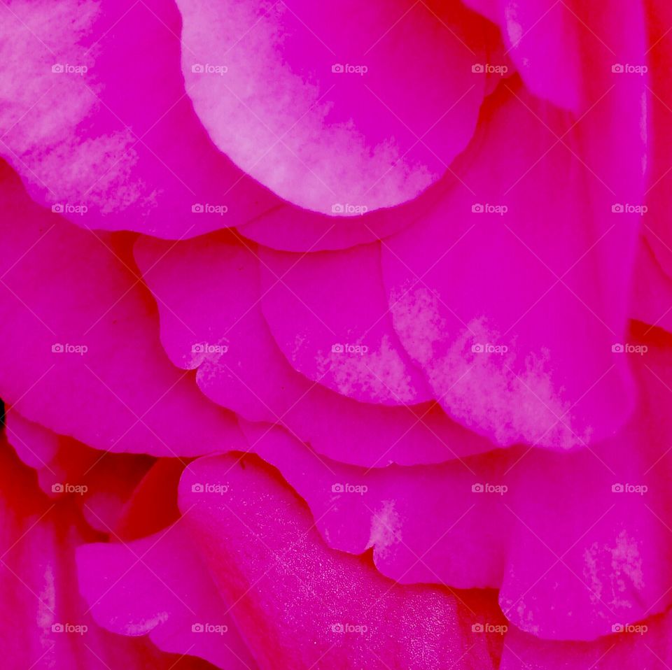 flower petals bright pink