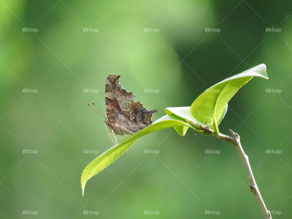 question mark butterfly