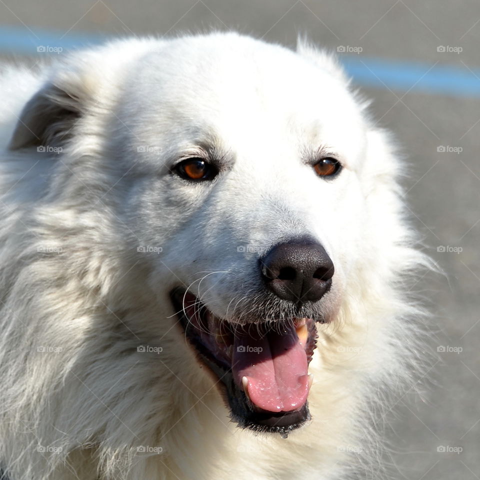 Close-up of a dog