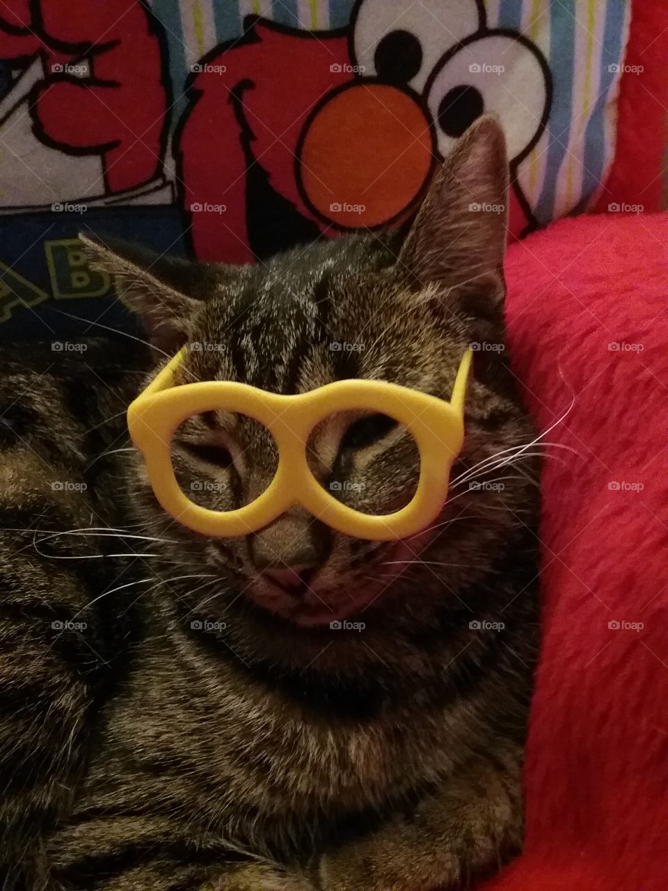 cat wearing glasses