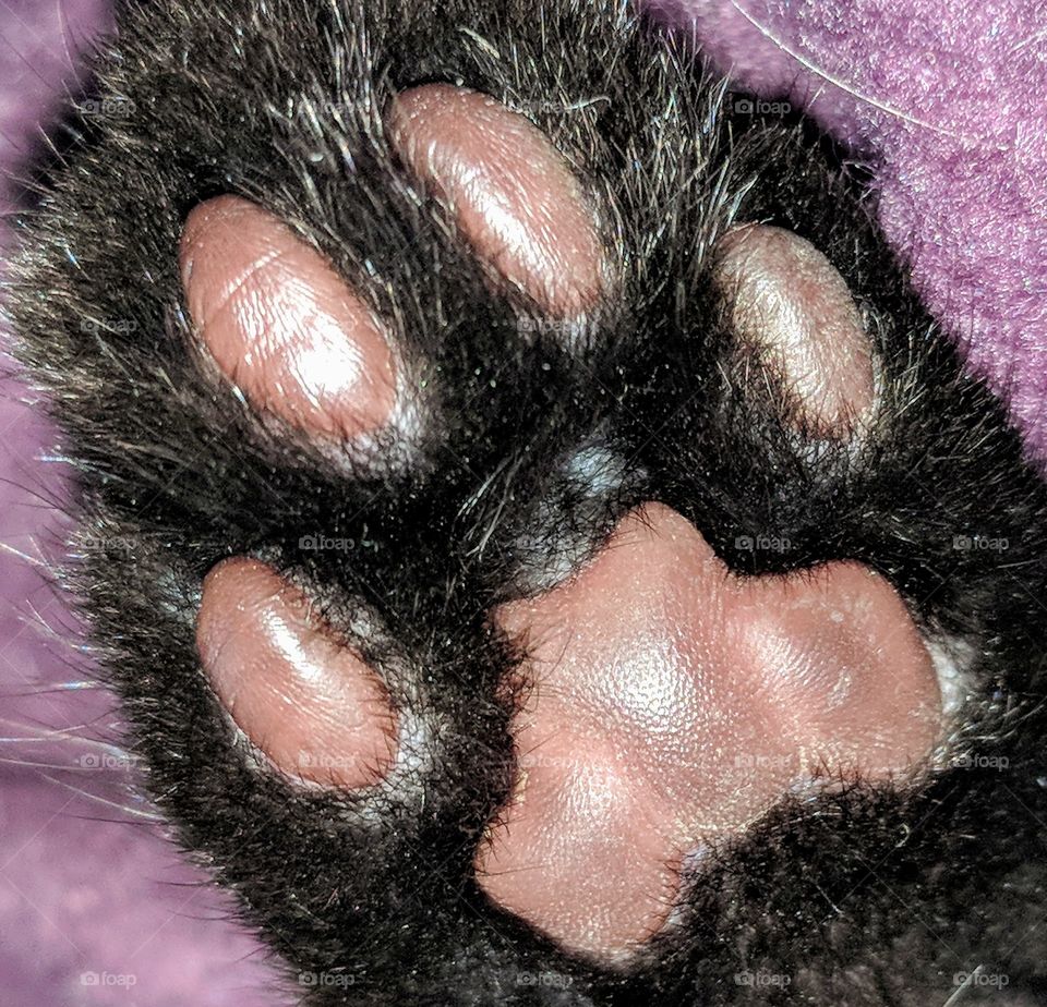 Kitten Paw 4