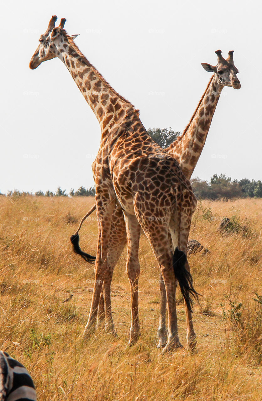 Giraffes in the Masai Mara