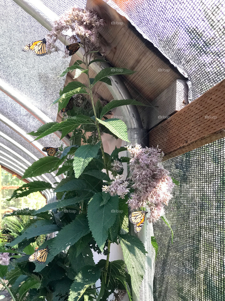 Trip to the butterfly preserve in Elkton, Oregon 