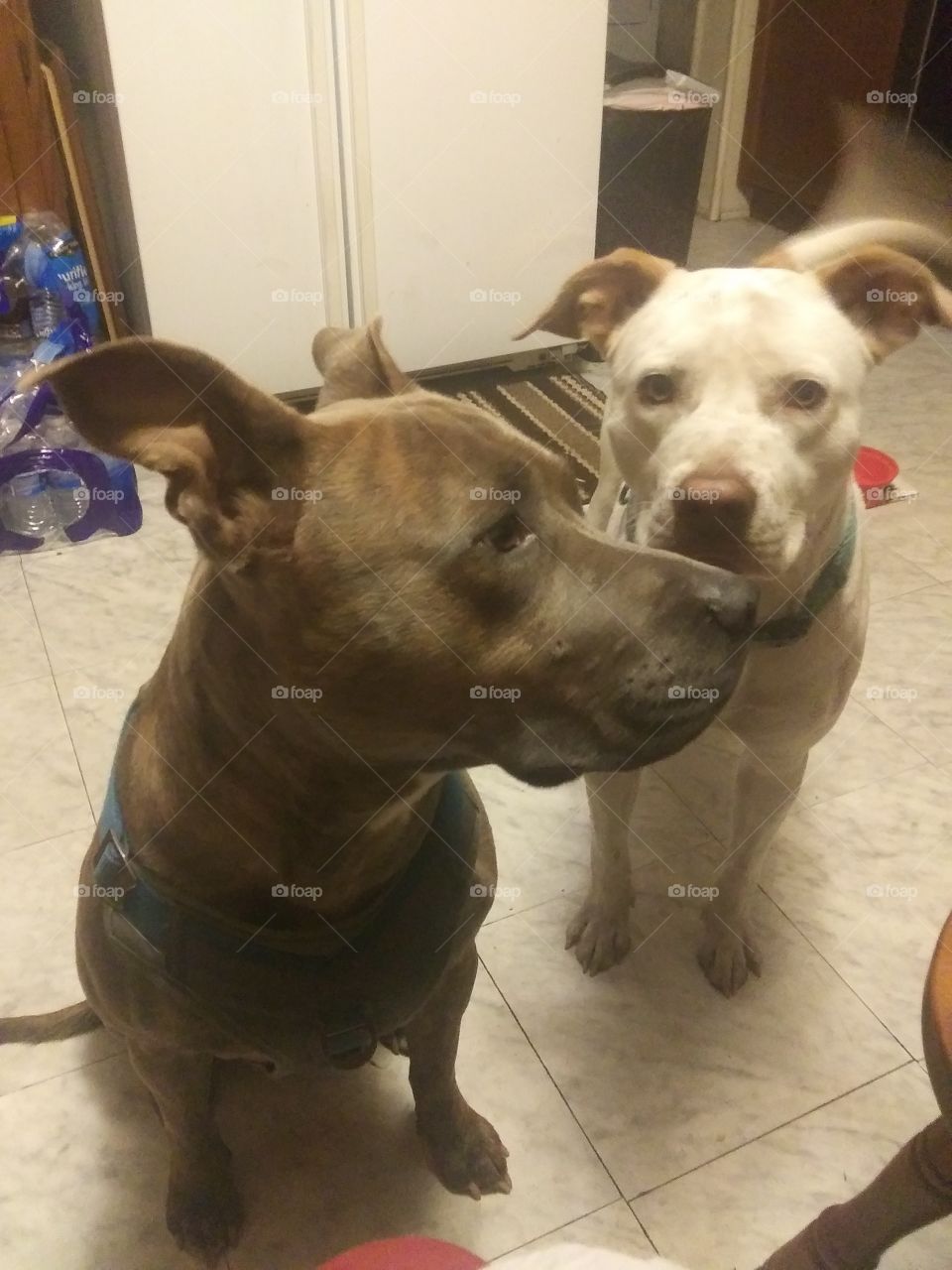 Cult and Coot, my pit rescue and a pup from my brother's dog. The true loves of my life. They saved me, idc how cheesy that sounds