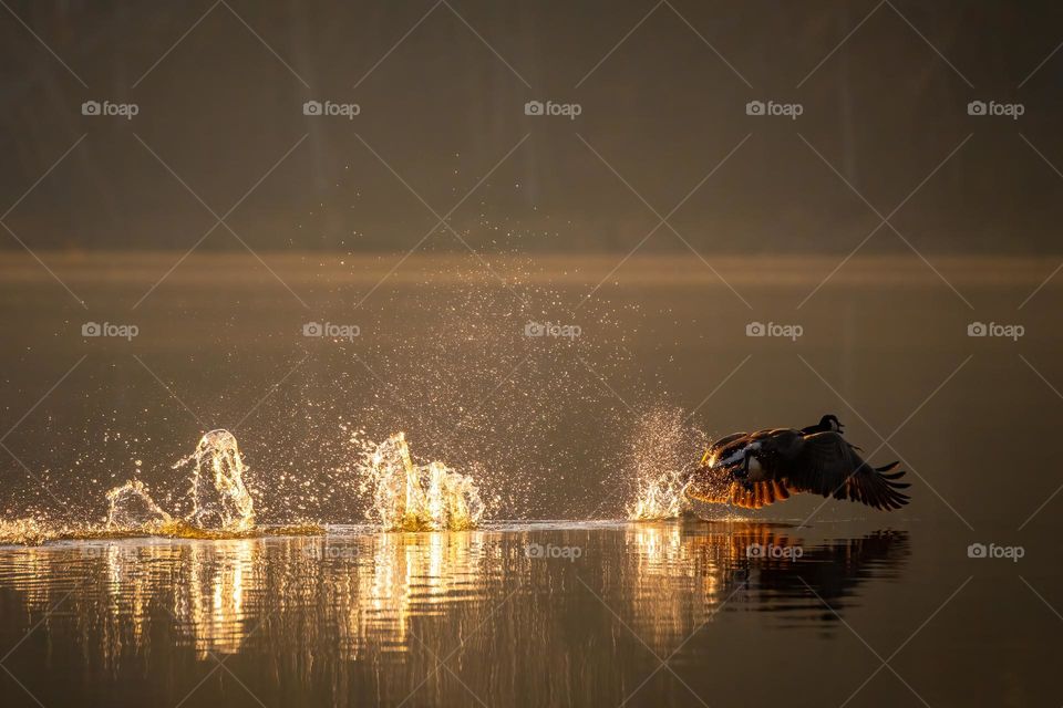 Golden hour light meets splashing water. A Canada Goose (Branta canadensis) treads the water’s surface as it gains momentum to take flight.