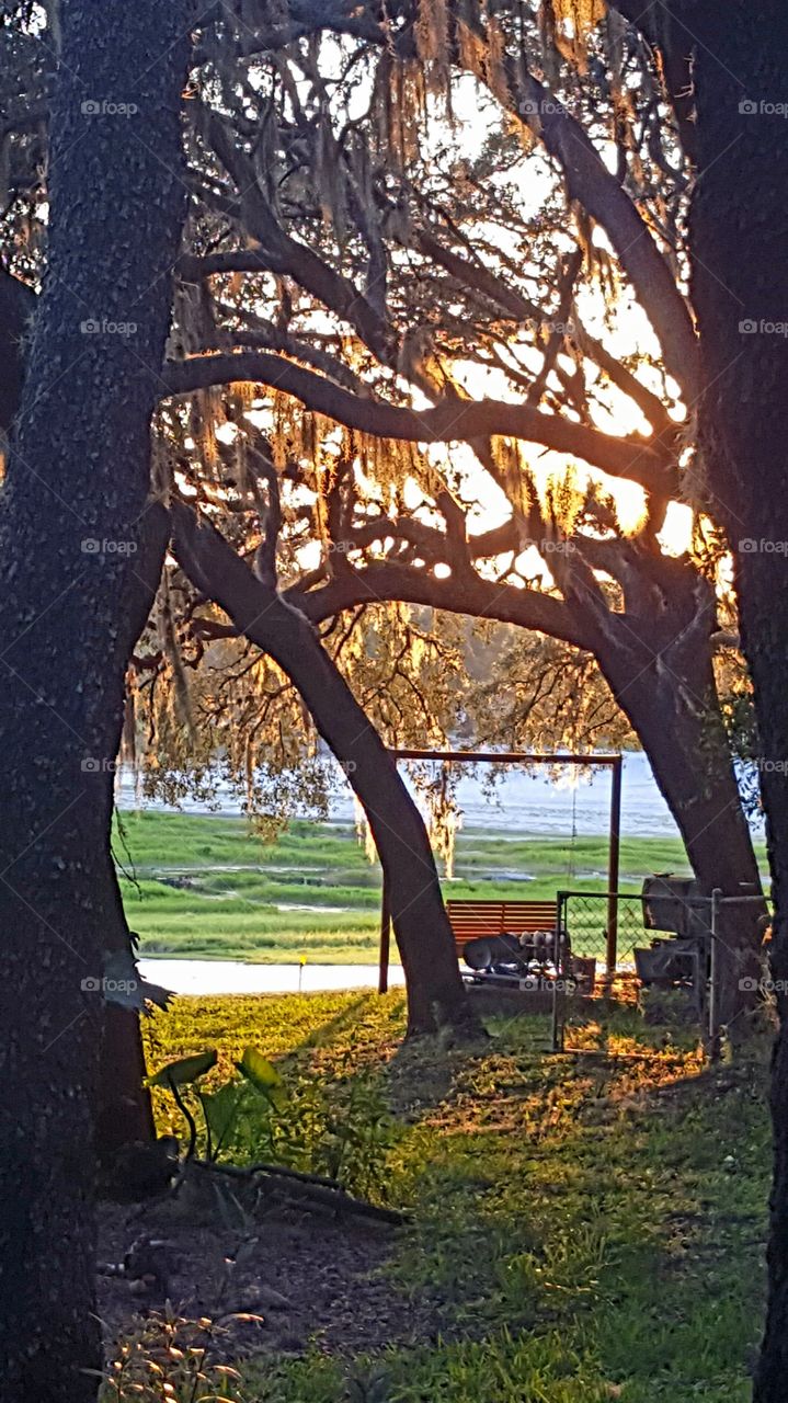 Tree, Wood, No Person, Nature, Outdoors