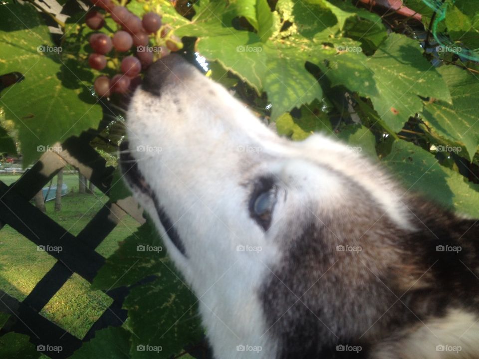 Busted! steeling grapes!!
Ohoh No No not good for dogs!!