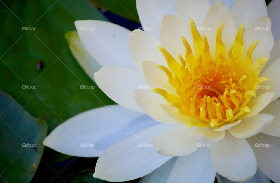 White lotus flower bloomed in the morning 