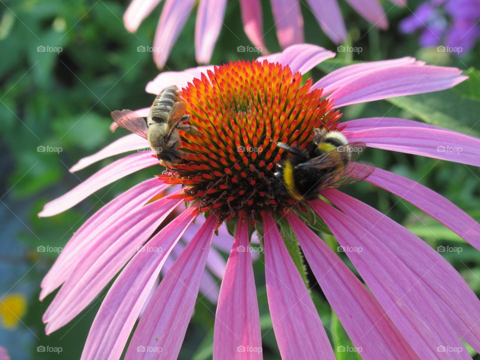 Echinacea purpurea with bee