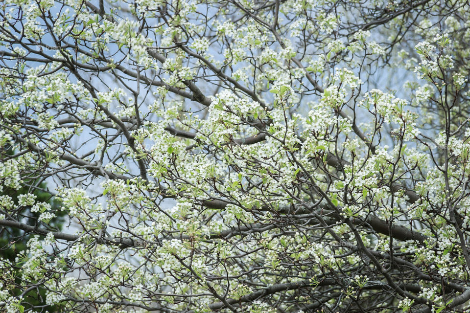 blooming dogwood tree