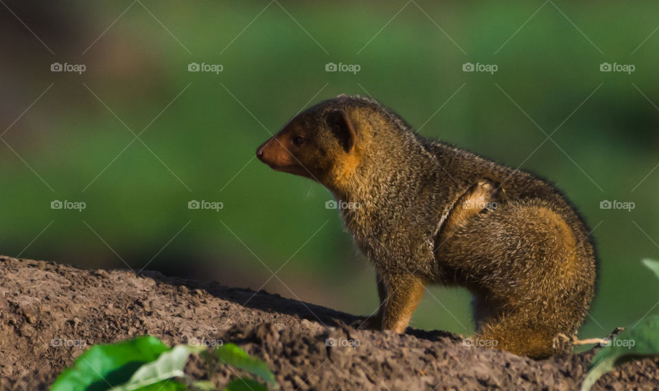 Dwarf Mongoose (Helpgale parvula)_Maasai Mara_Kenya