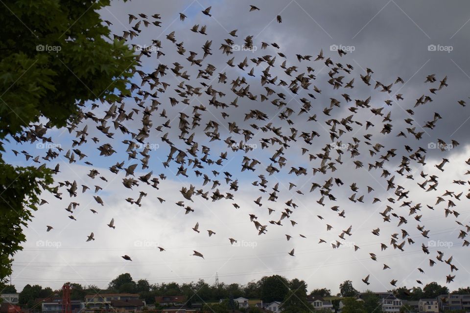 Flying Birds