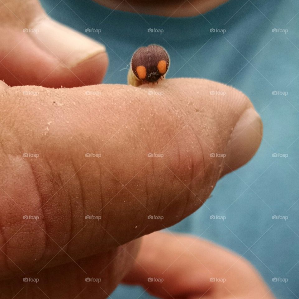 big eyes. working outside, found this tiny guy