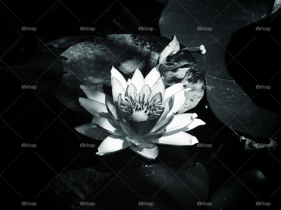 lotus flower black and white