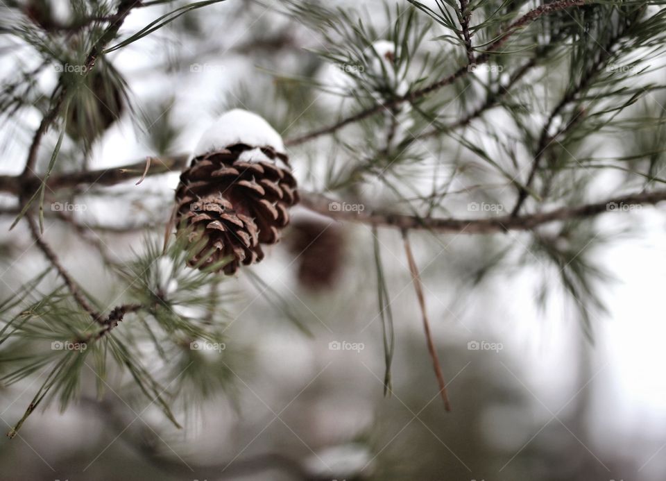 Pine and snow