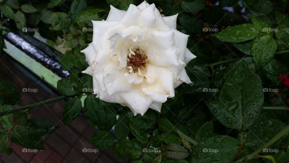 white rose look so fresh