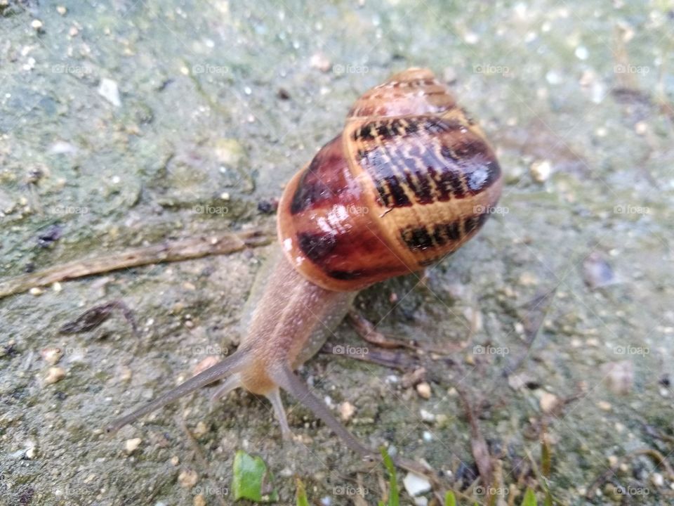 Snail