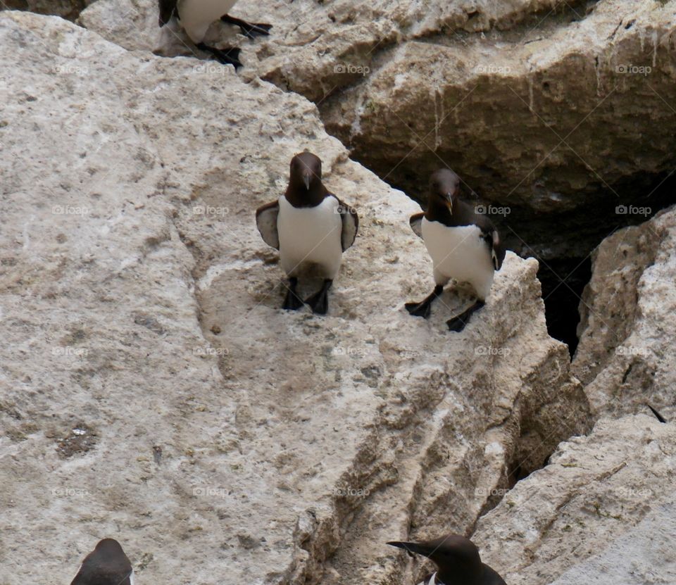 Chatting guillemots