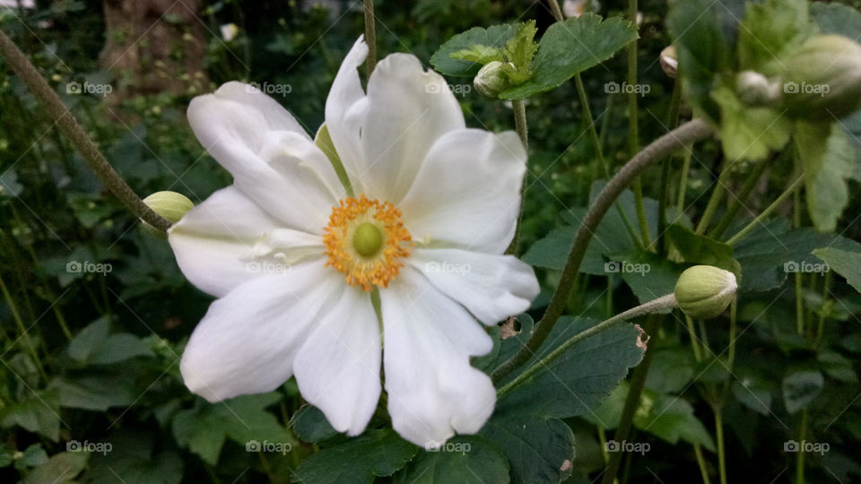 Grape leaf anemone (Eriocapitella vitifolia) is an attractive flower that originated in the Himalayas. It’s also called the grape-leafed windflower