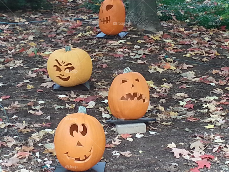 pumpkins #3