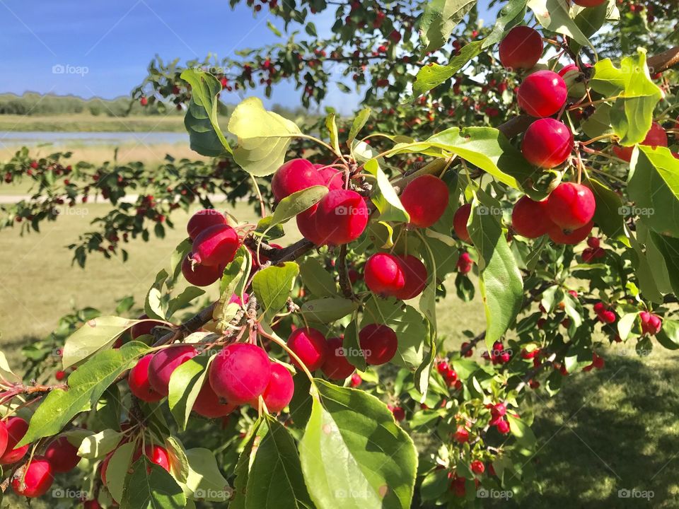 Prince Albert, SK, CA.  Crabapples weigh heavy on a branch
