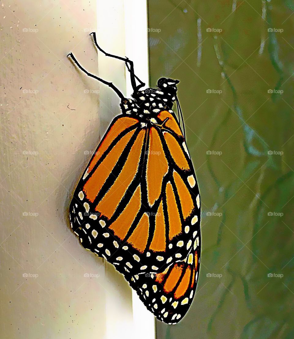 Monarch butterfly 