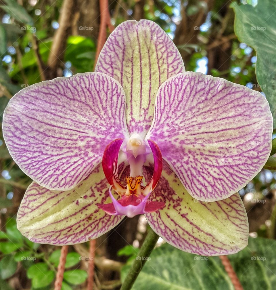 wild orchideae