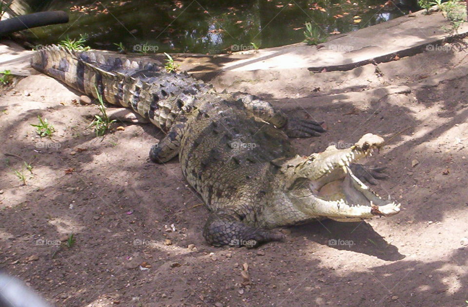 Very beautiful and dangerous crocodile in captivity.