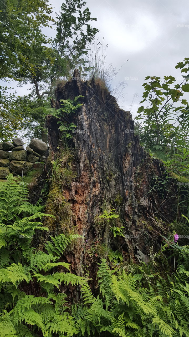 old tree stump