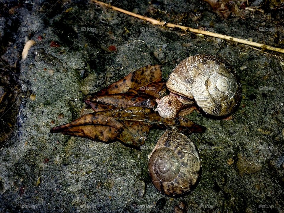 Snails