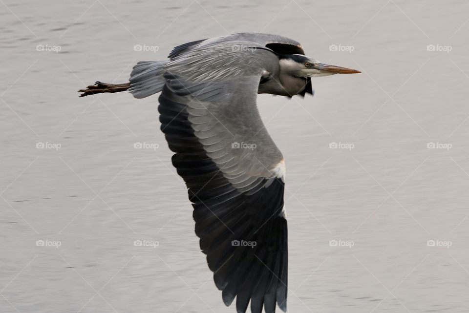 Gray heron