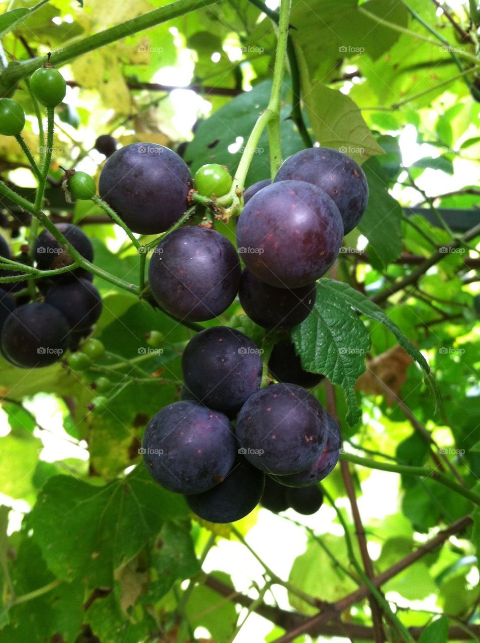 Concord Grapes