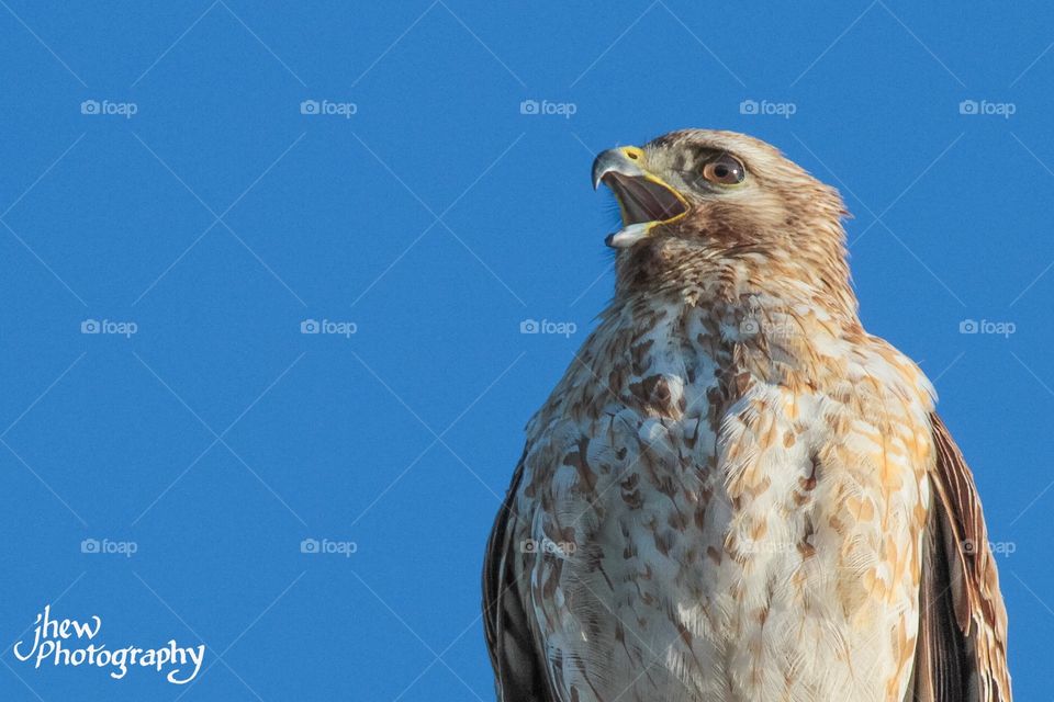 Red-shouldered hawk