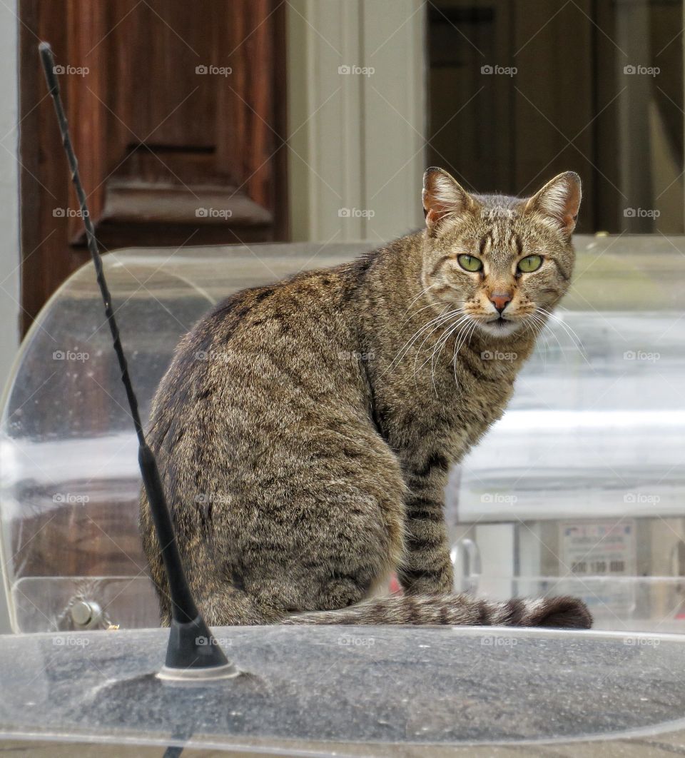 Italian cat Sorrento 