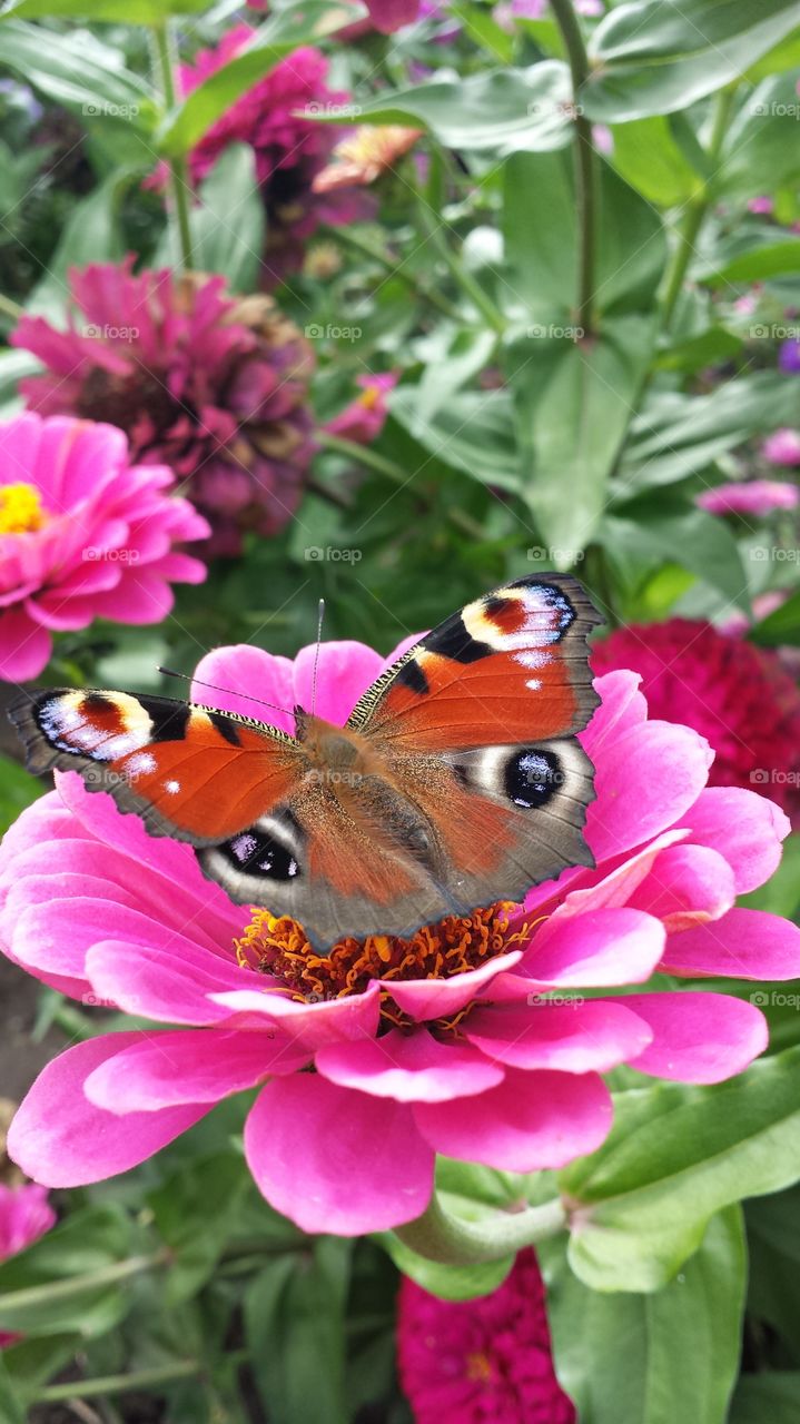 Peacock butterfly