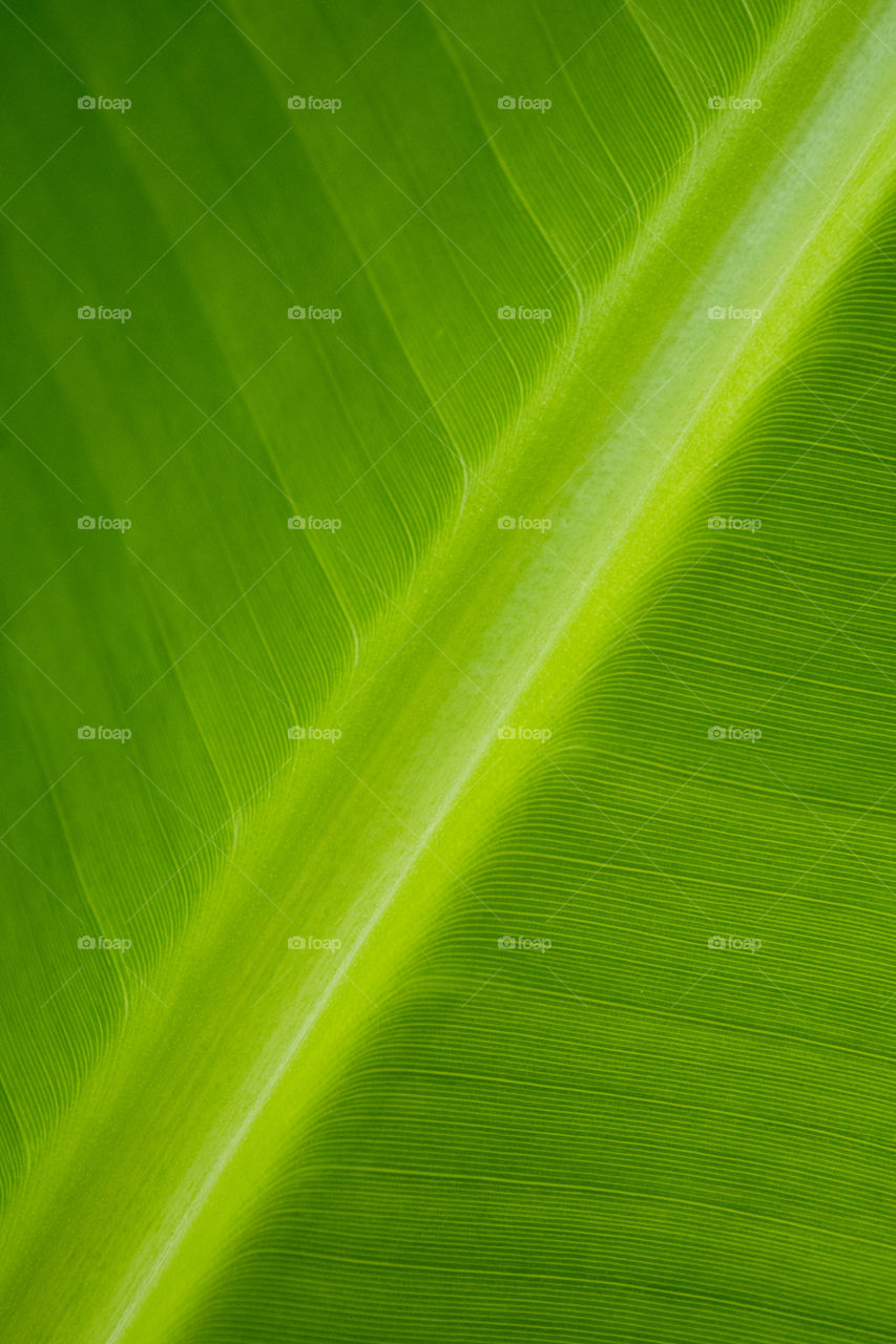 texture a leaf in nature