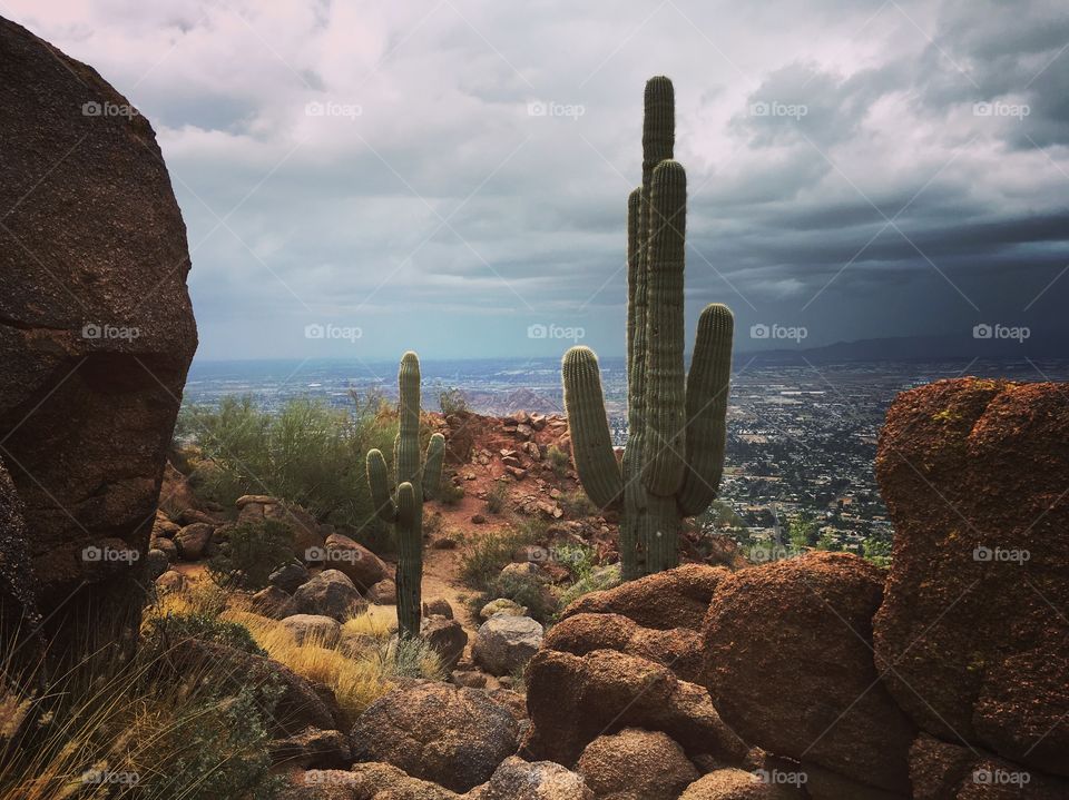 Desert landscape cactus mountain 