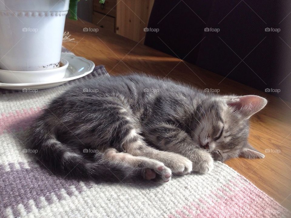 Kitten sleeping at the table