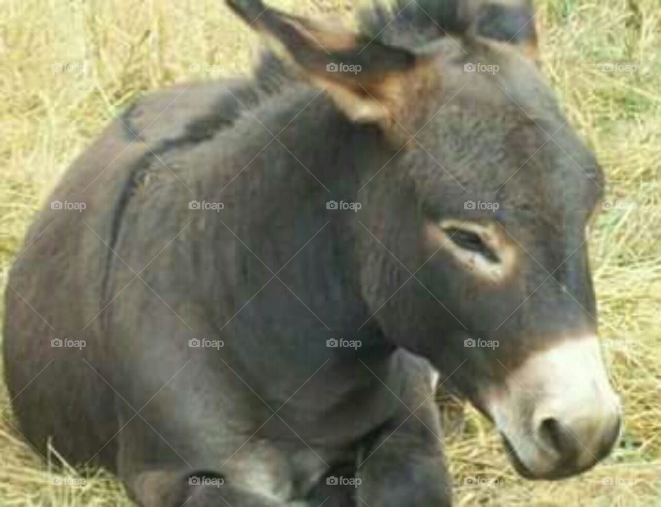 Donkey at Bear Country USA in South Dakota