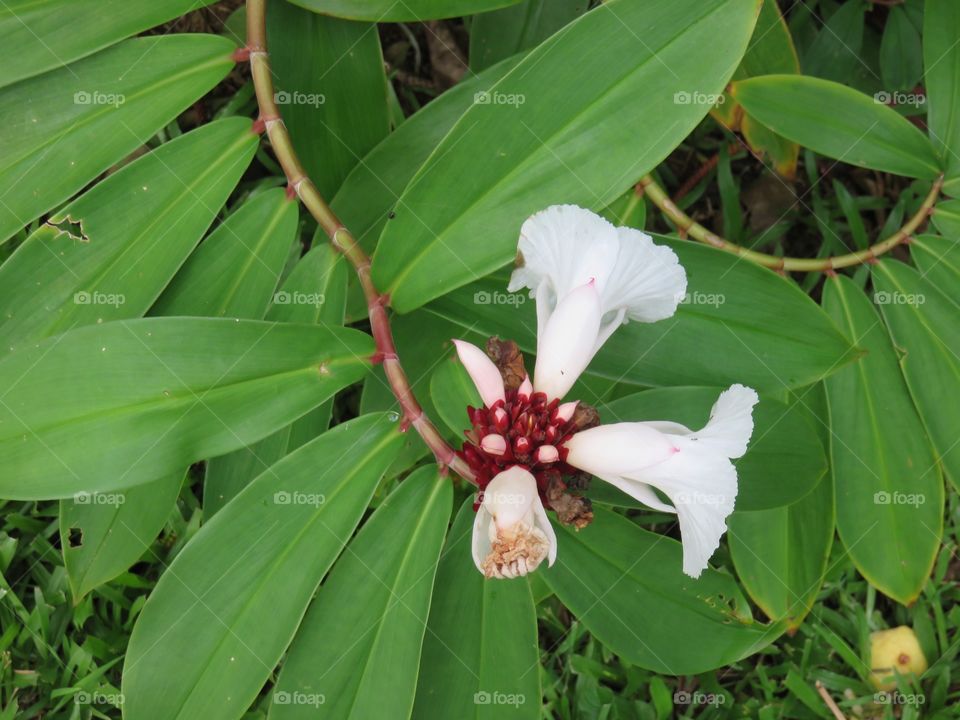 Flowers and leaves