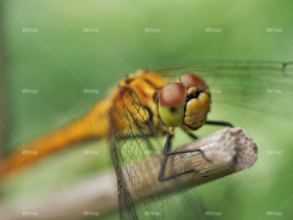 Dragonfly portrait