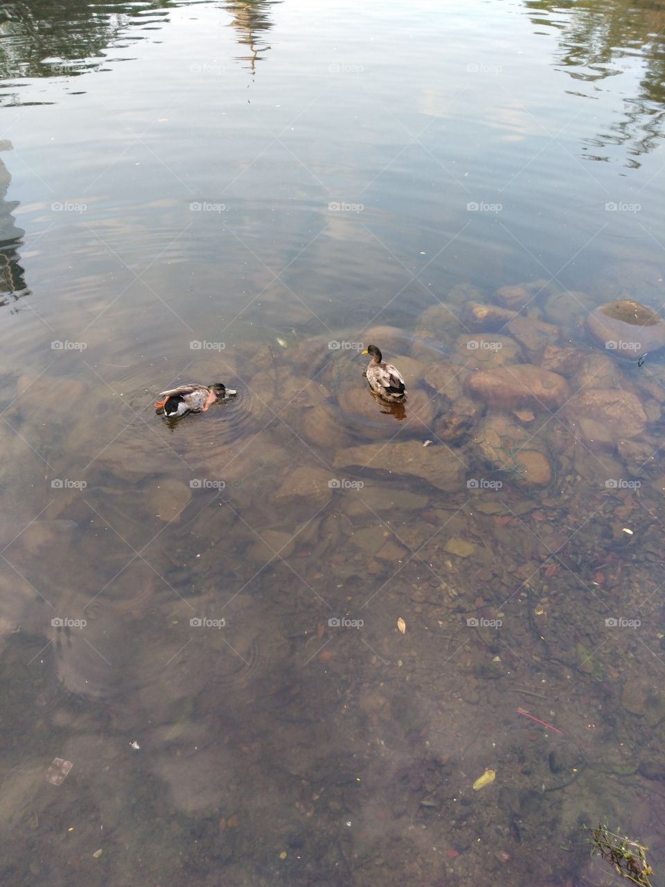 Duck Duck Reflections