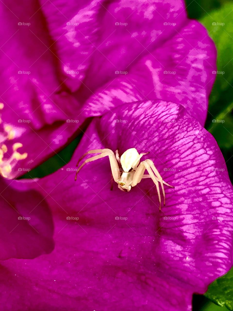 Spider on a petal