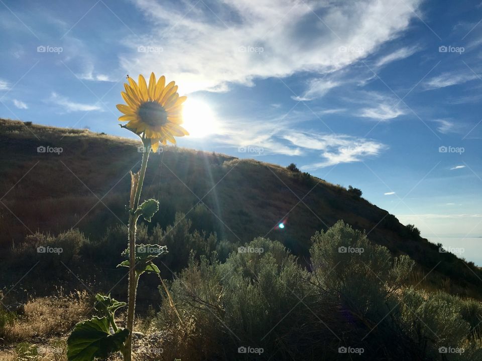 Beautiful bright yellow sunflower. Antelope Island. Great Salt Lake. Utah. Beautiful blue sky.