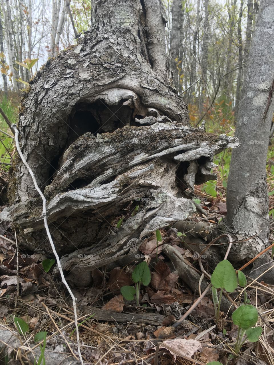 Strange tree trunk