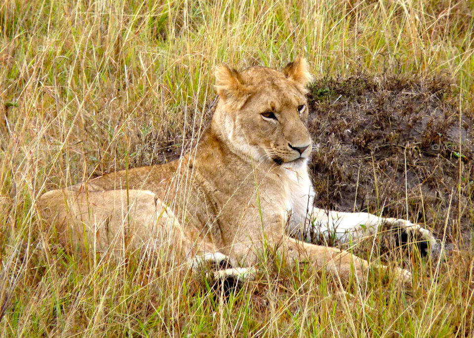 mammals animals lion kenya by trvldeb07