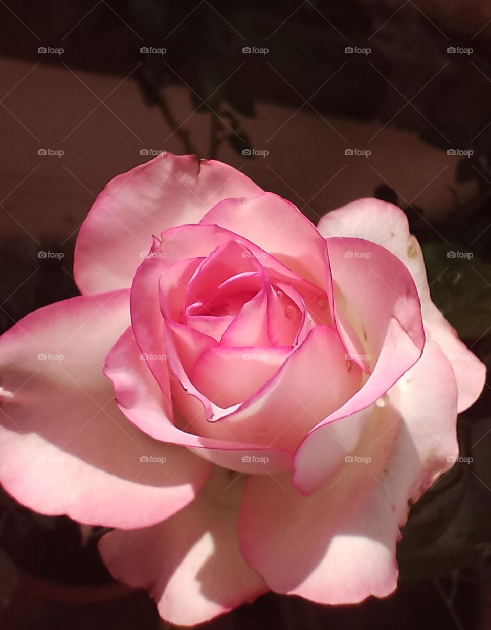 pink rose