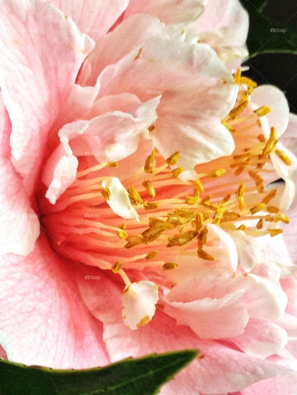 Flower in pastel pink