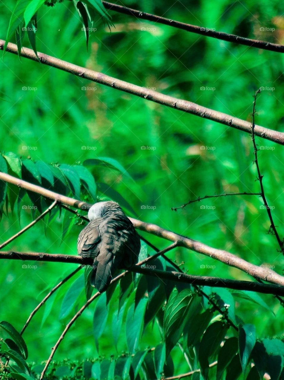 A dove hide its head